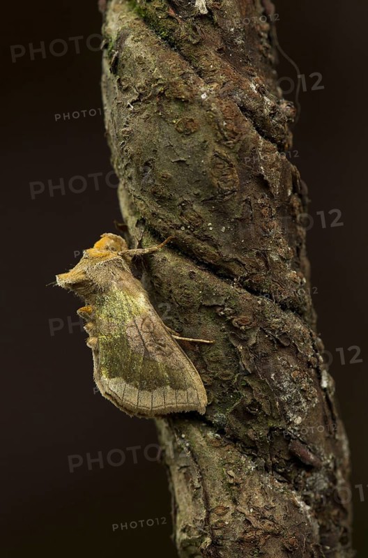 Burnished burnished brass