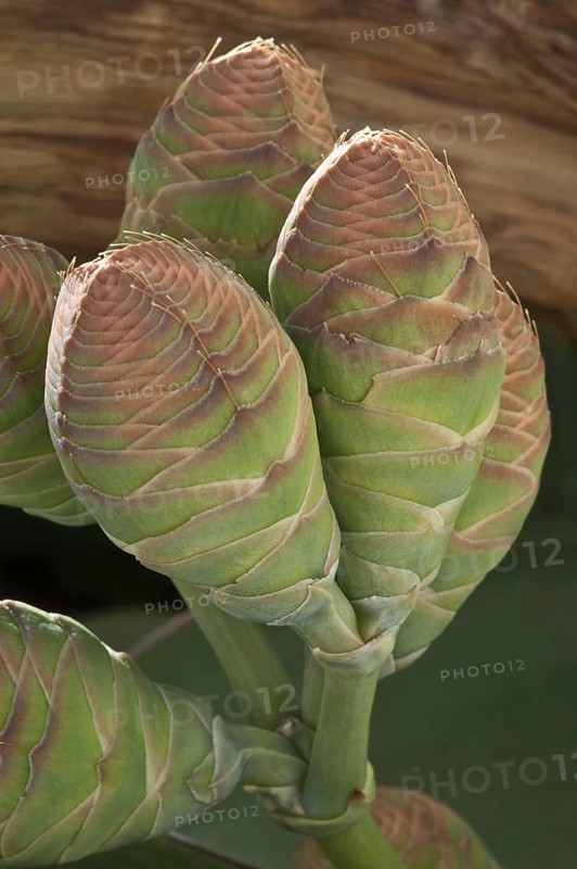 Welwitschia