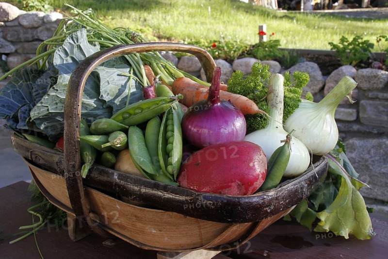 Homegrown organic vegetables