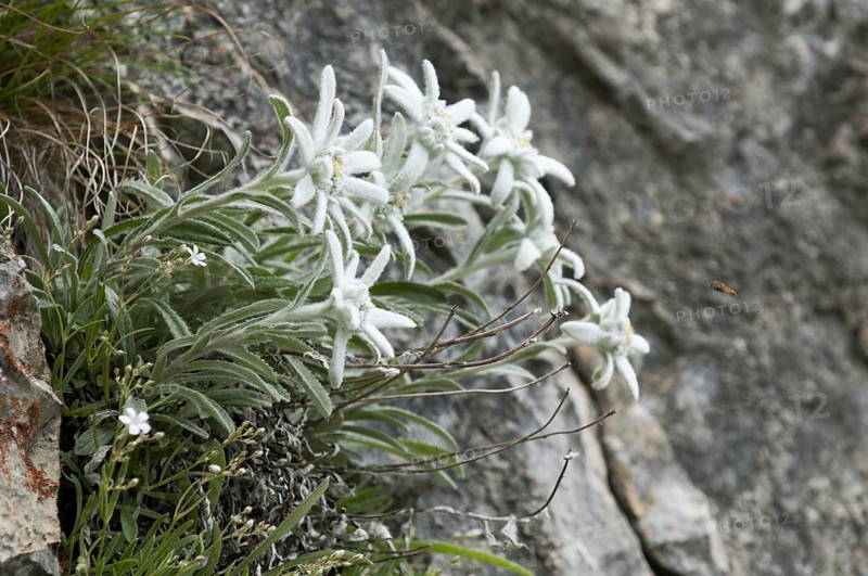 Edelweiss