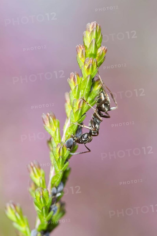 Black negro ant