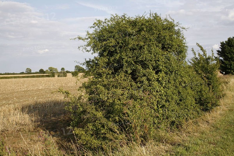 Blackthorn