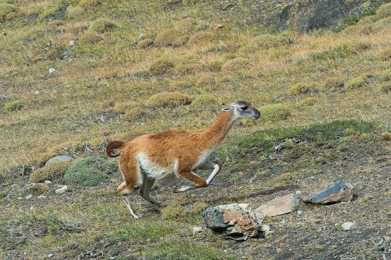 Guanaco