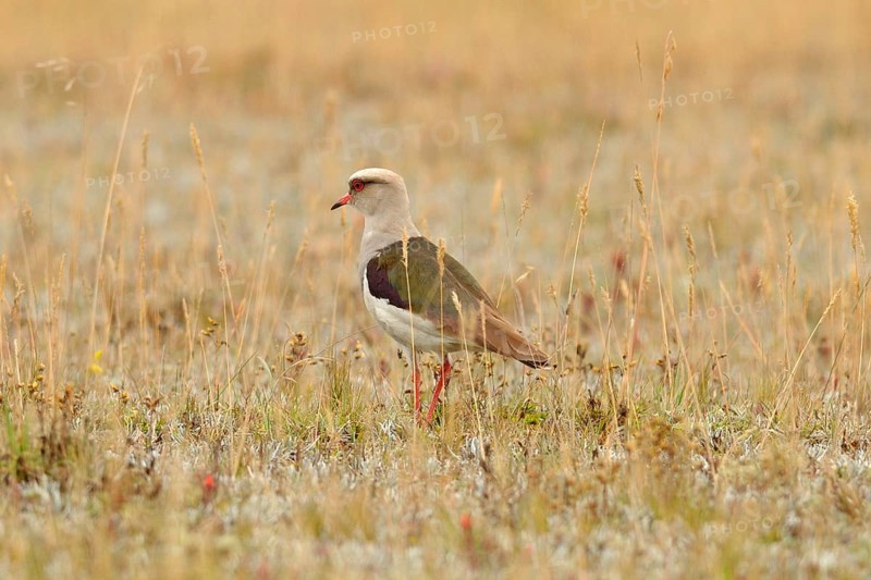 Andean Lapwing