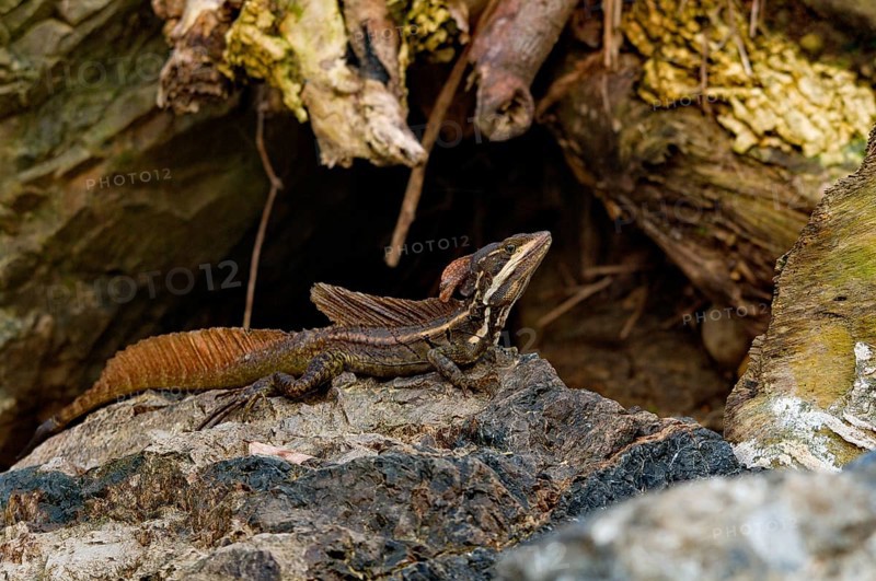 Helmeted basilisk