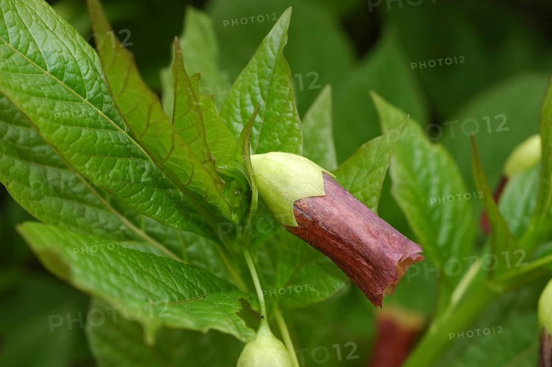 Bell henbane