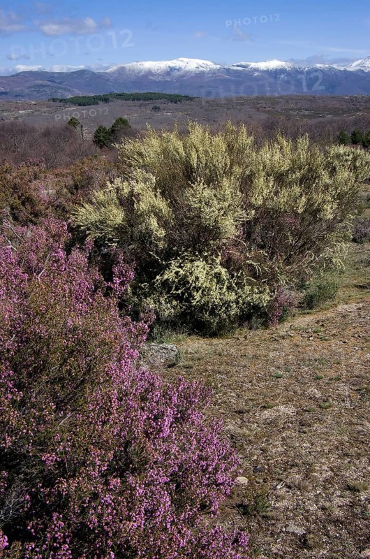 Broom heather and multiflorous broom with a view of the Sierra de Gredos
