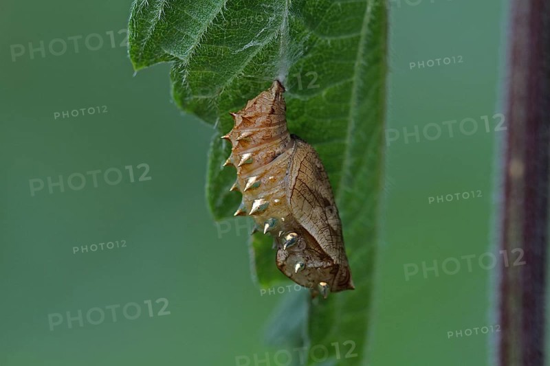 Meadowsweet mother-of-pearl butterfly