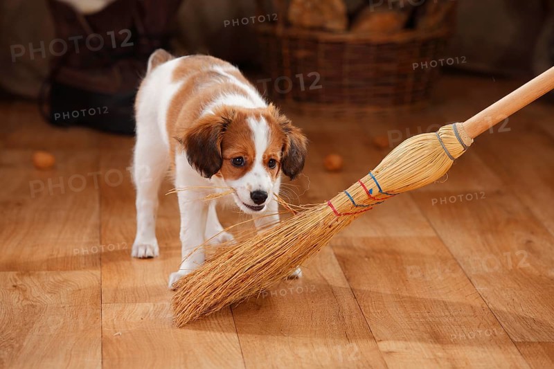 Kooikerhondje