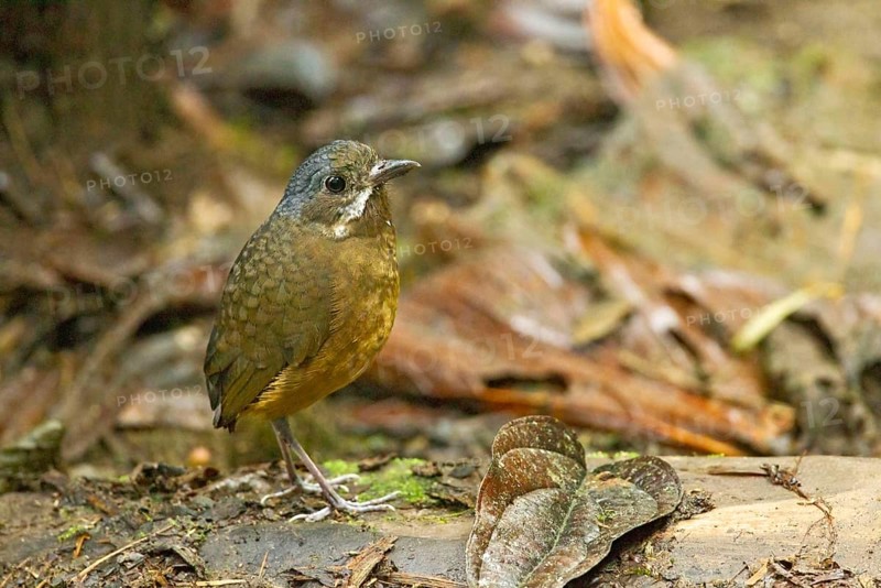 Grey-crowned Antpitta