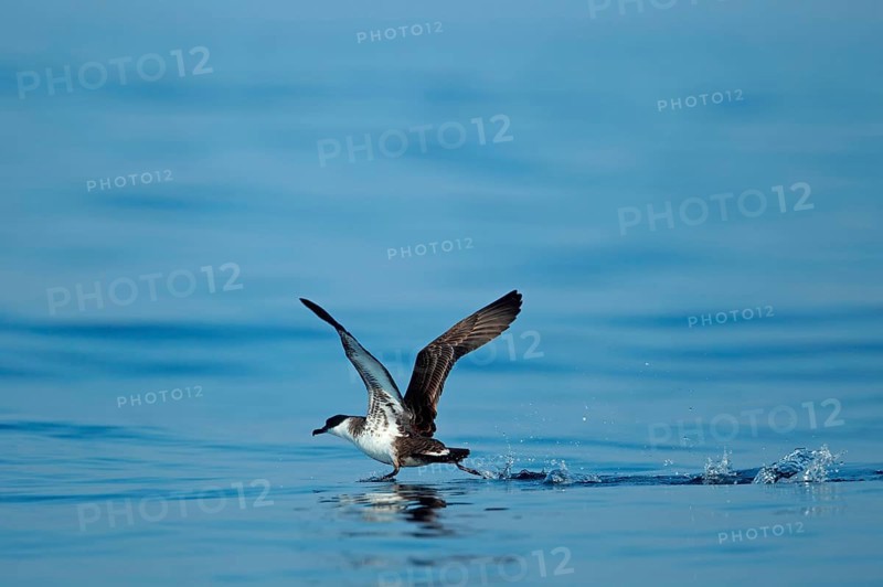 Great Shearwater