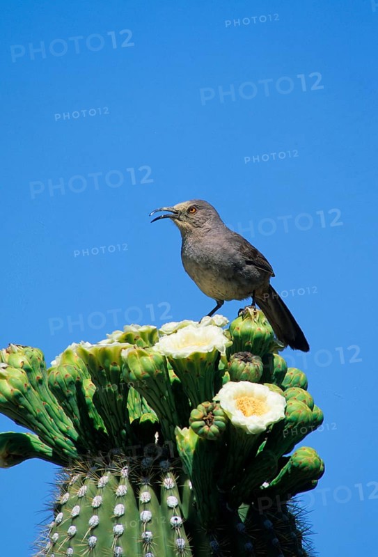 Scimitar-billed Thrasher