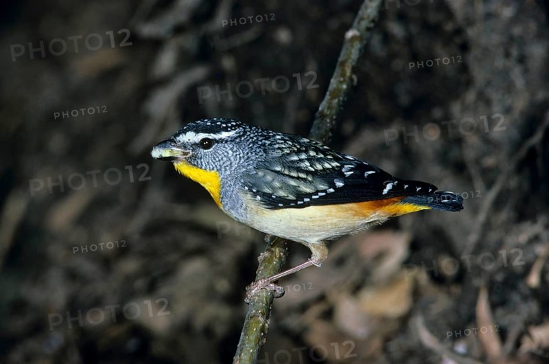 Spotted Pardalote