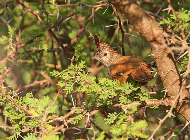 Adult crested gallito