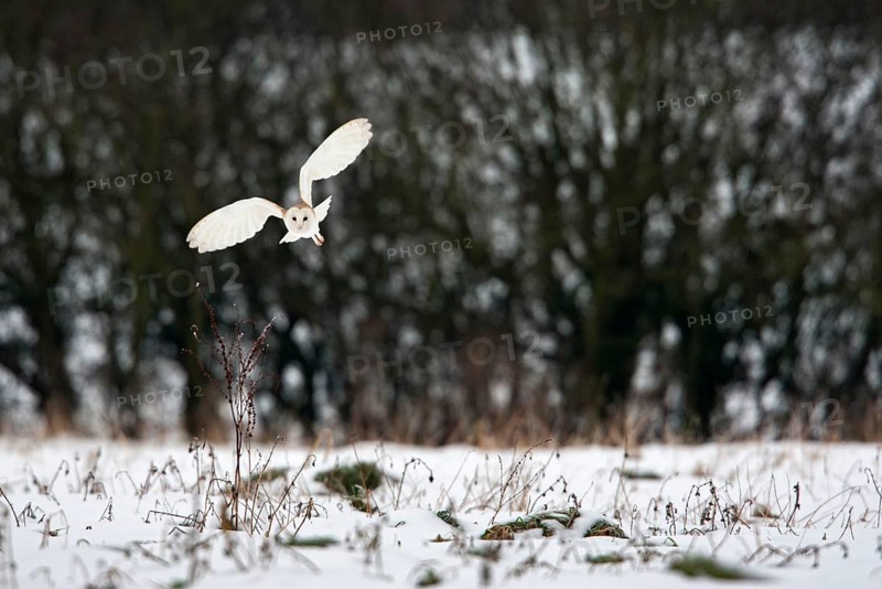 Common barn owl