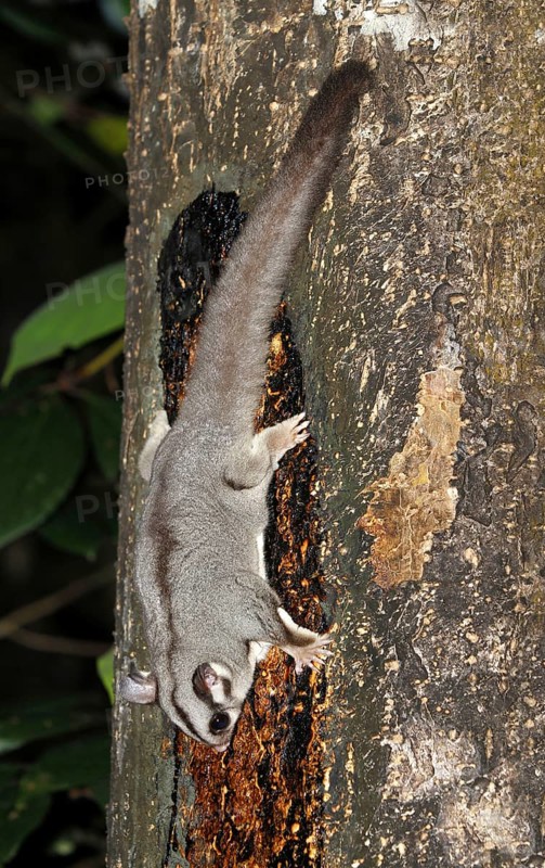 Adult sugar glider