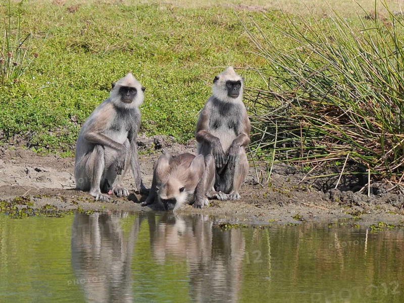 Tufted Grey Langur