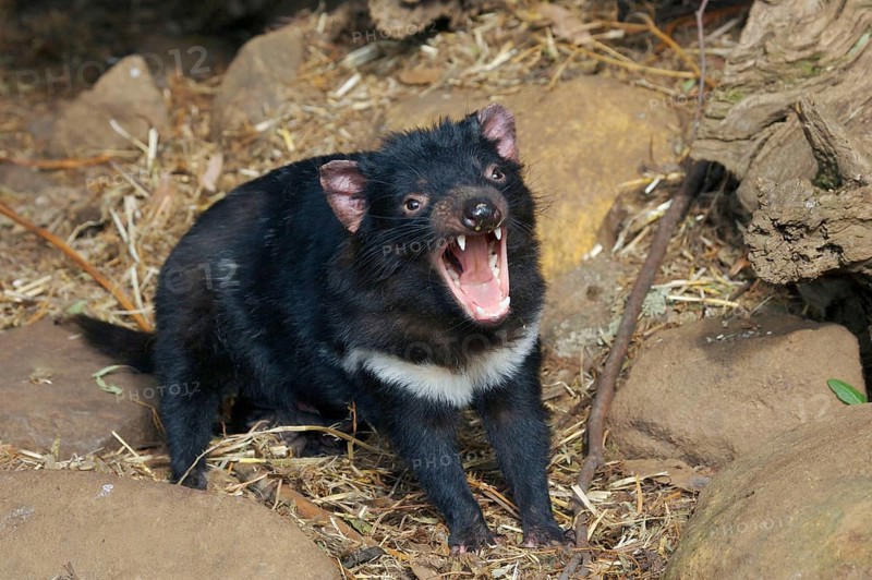 Tasmanian devil