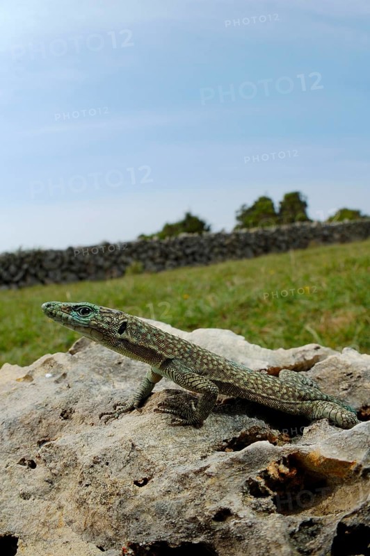 Archaeolacerta oxycephala oxycephala