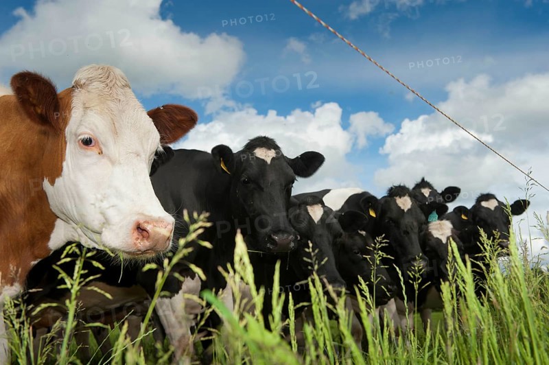 Domestic Cattle