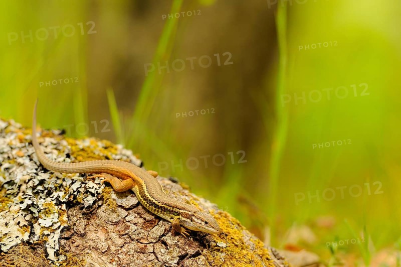 Large Psammodromus