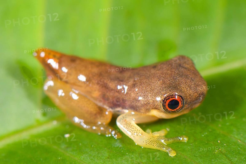 Tree frog
