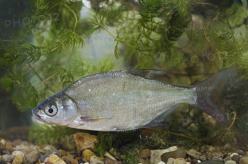 Bream
