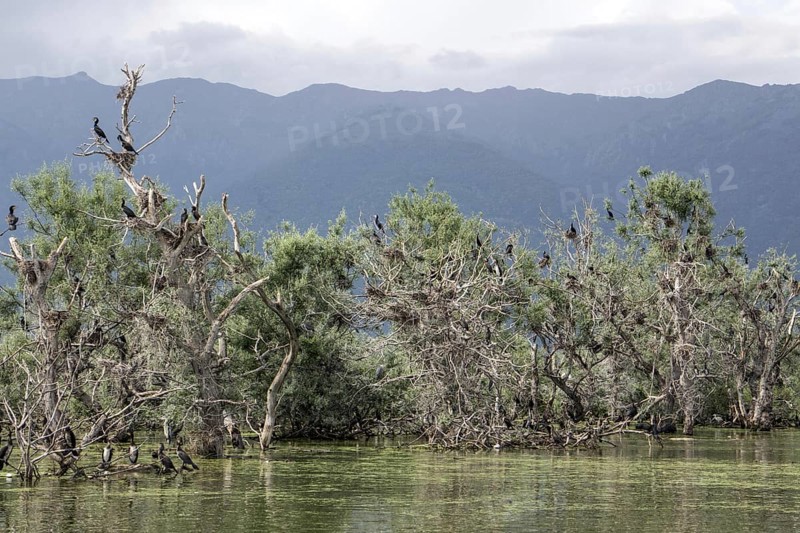 Cormorant nesting colony at Lake Kerkini Northern Greece