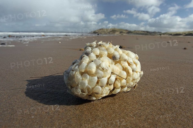 Common Whelk