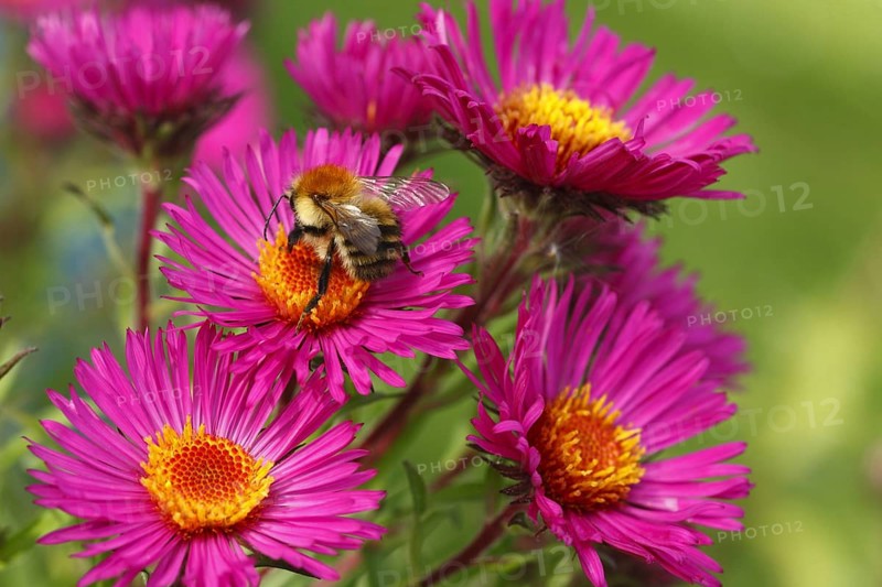 Common Carder Bumblebee