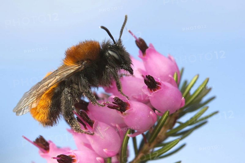 Andrena armata