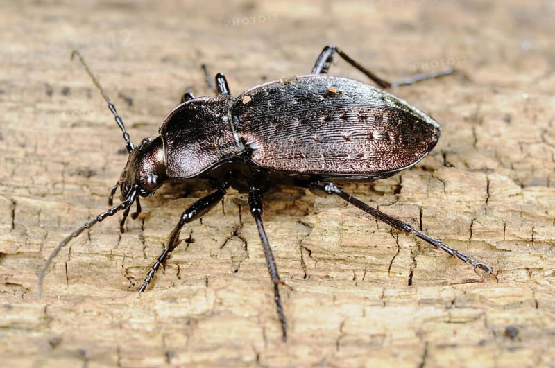 Ground Beetle