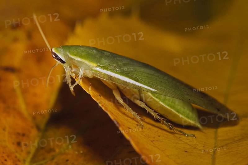 Green Banana Cockroach