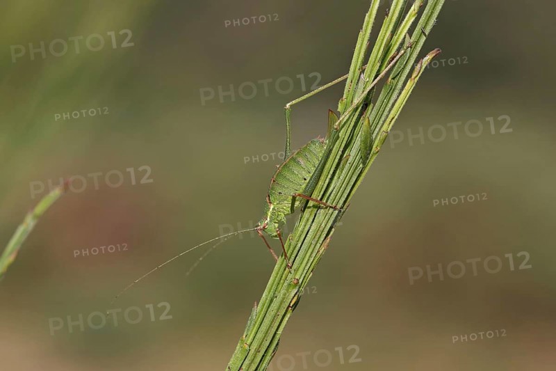 Speckled Bush-cricket