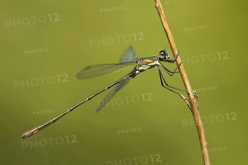 Willow damselfly