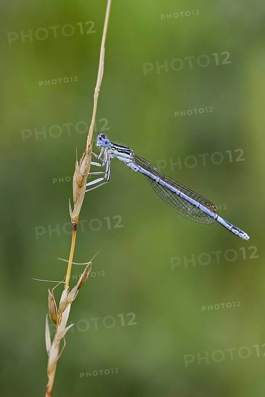 Blue damselfly