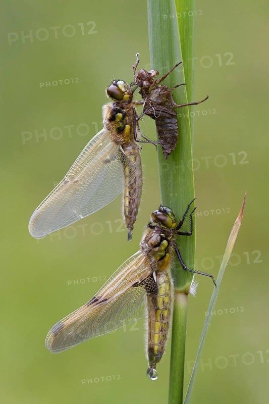 Four-spotted chaser