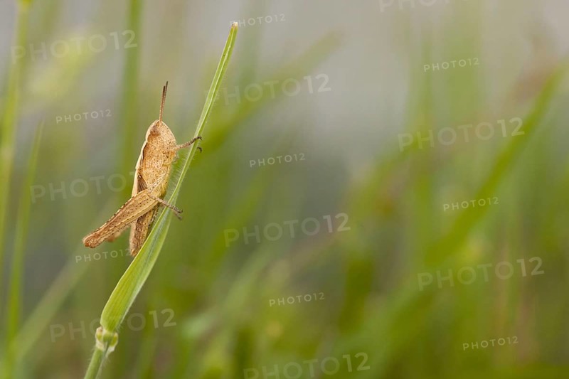 Common Field Grasshopper