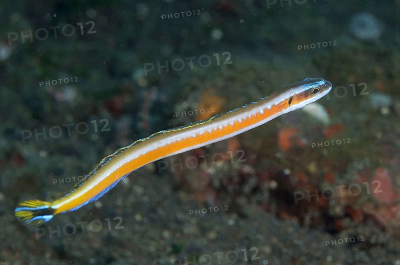 Yellow-striped Wormfish
