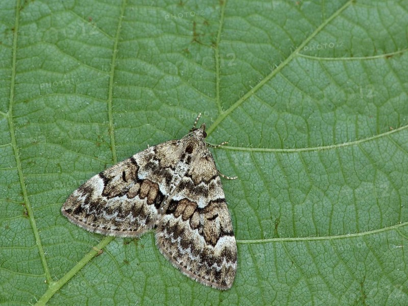 Spruce Carpet