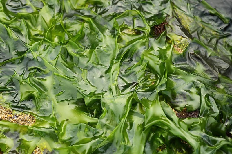 Sea Lettuce