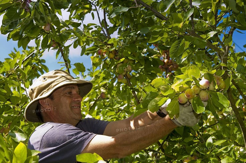 Victoria Plum