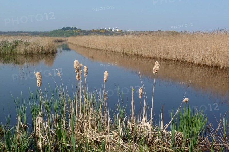 Broad-leaved bulrush