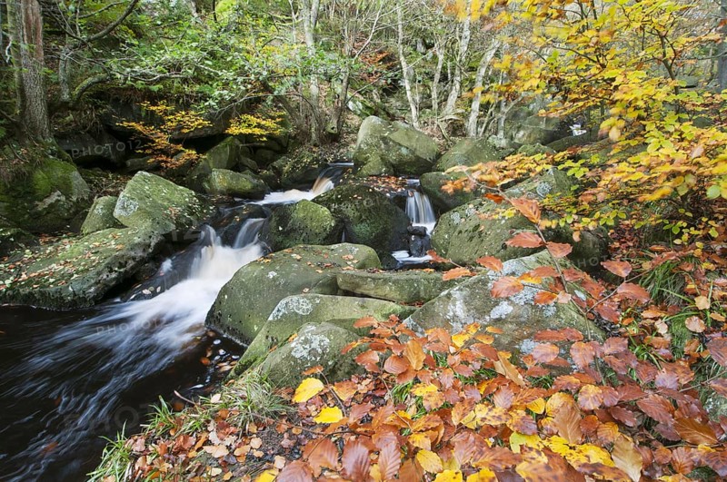 Common beech