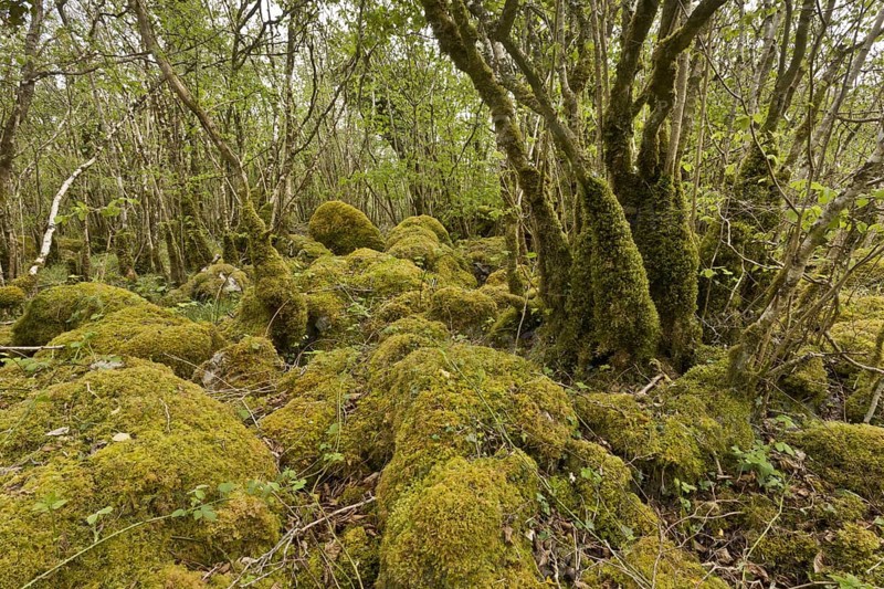 Common hazel