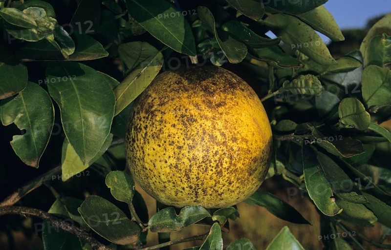 Grapefruit