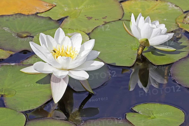 Ornamental water lily