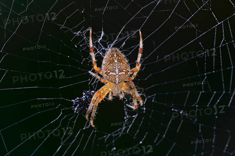 European garden spider