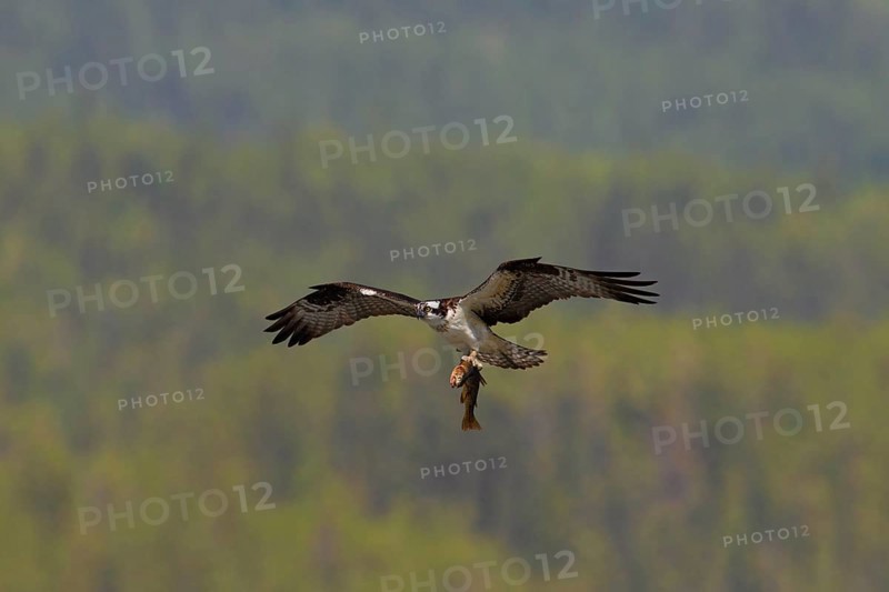 Western osprey