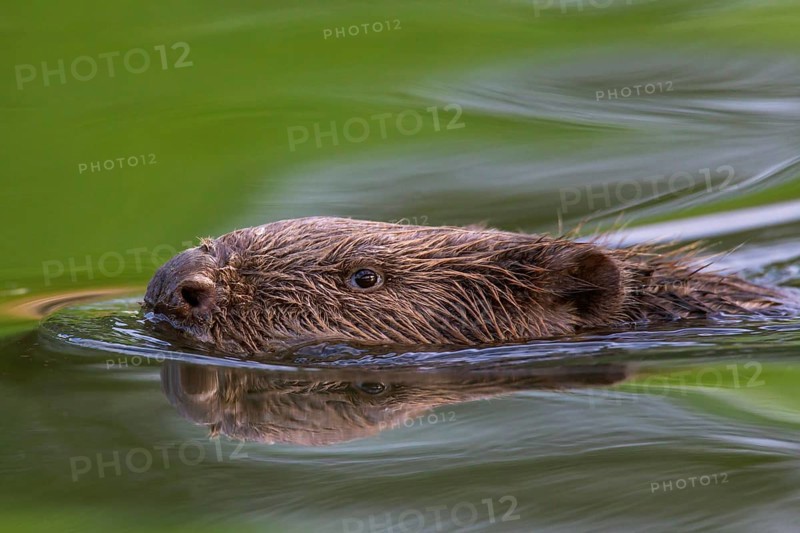 Eurasian beaver